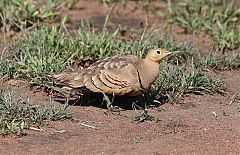 Chestnut-bellied Sandgrouse